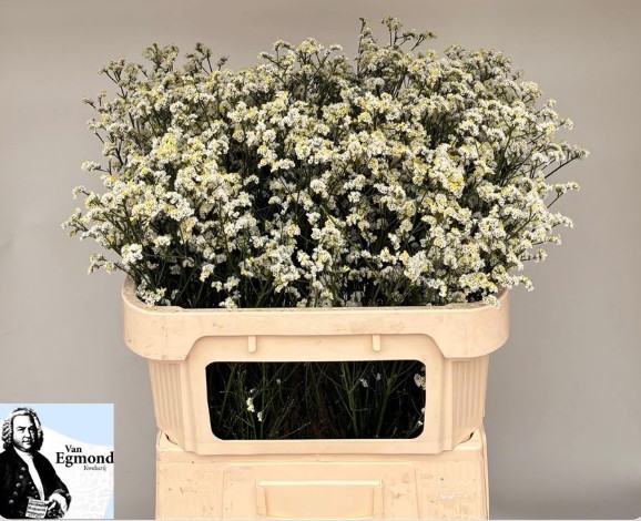 Limonium Hol. Mountain Dia 75cm 35gr "T25" Bl.