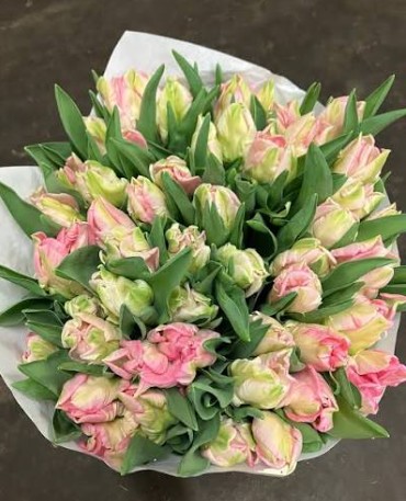 Tulipan Hol. Parrot Zambesi 40cm