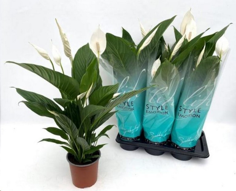 P. Spathyfilium Vivaldi 17/70cm x6 7+flor