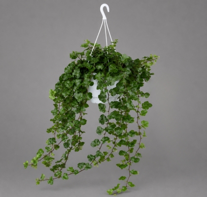 P. Hedera He White Wonder 13/70cm x6