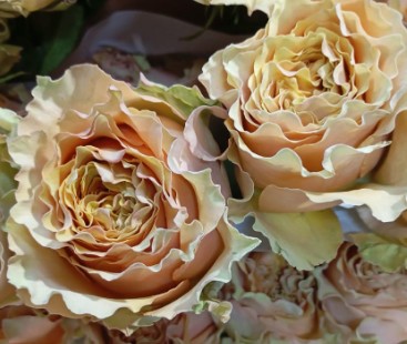 Rosa Ecu. Caramel Macchiato 60cm