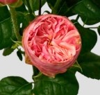 Ramificada Royal Blush Joy 40cm 15gr (1/2-flor tallo )