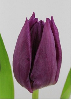 Tulipan Hol. Purple Valley 35cm Mor.