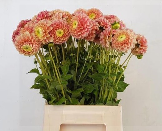 Dalia Hol. Sweet Suzanne 55cm "CC40"