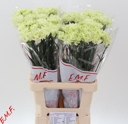 Clavel Hol. 55cm Prado Mint Vd.