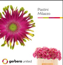Gerbera Hol. Pastini Milazz