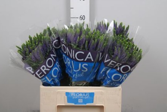 Veronica Smart Di Vert 50cm "T20" Lila
