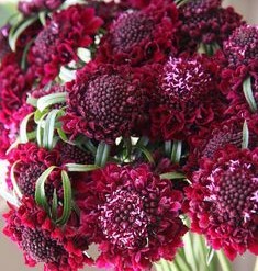 Scabiosa Atro Red Velvet Scoop 55cm "CC80"