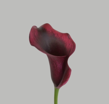 Calla Amazone 45cm