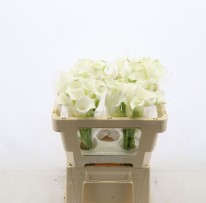 Calla Whitehorse 50cm