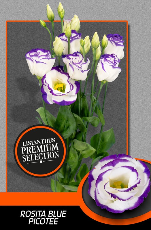 Lisiantus Hol. Rosi Blue Picotte 70cm 55gr "Waalzicht" (7 Dias -