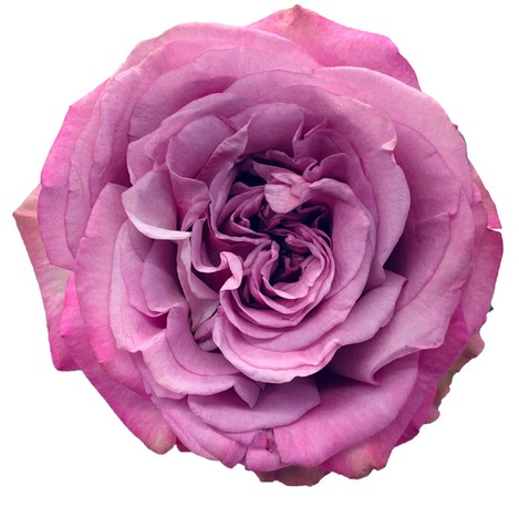 Rosa Ecu. Queens Crown 80cm