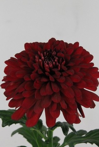 Uniflor Ecu. Lamira Red