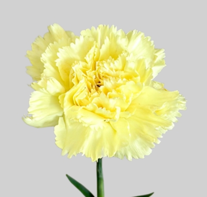 Clavel Col. Select Amarillo "T25"