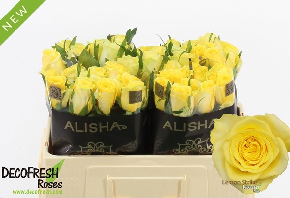 Rosa Hol. Lemon Strike 50cm