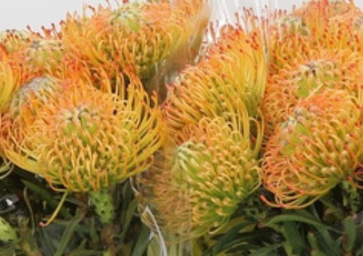 Protea Nutans Ov. Naranja 50cm
