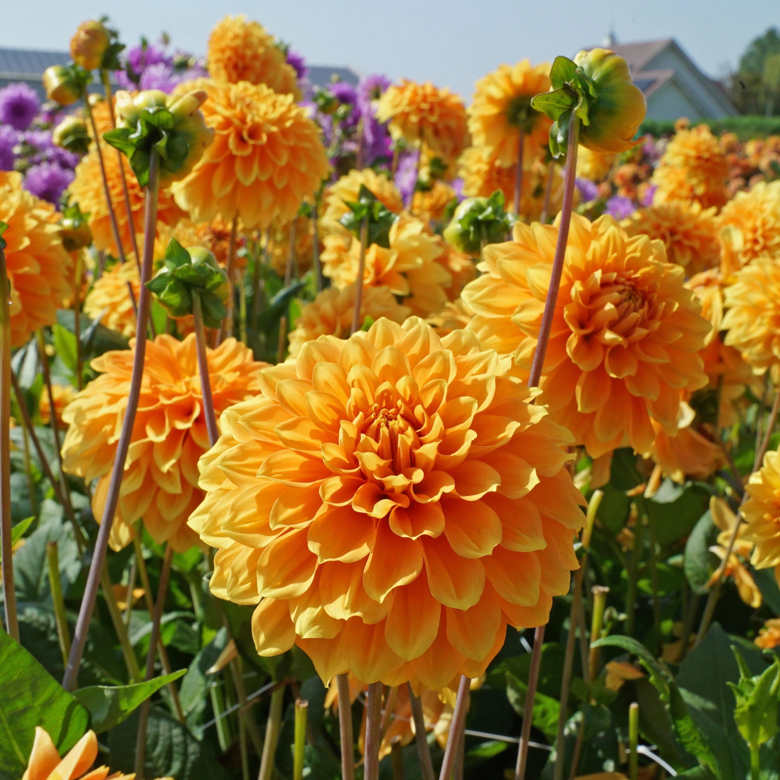 Dalia Hol. Bizon Brons 55cm "CC45"