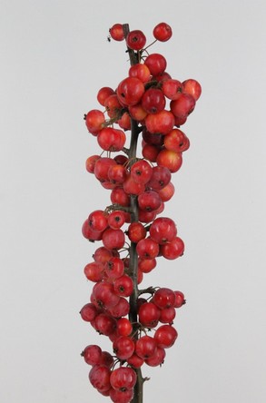 Malus Manzanitas Red Sentinel 80cm "CC6"