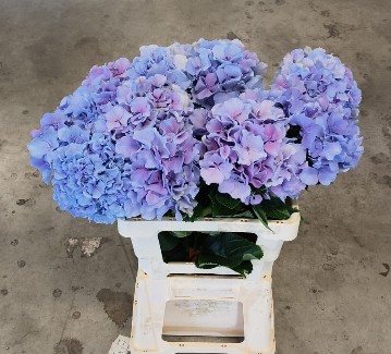 Hortensia Hol. Royal Pride 60cm �16/18 Bic.