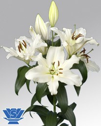 Oriental Bl. Doble Dutch Pearl  90cm 2/3 fl.