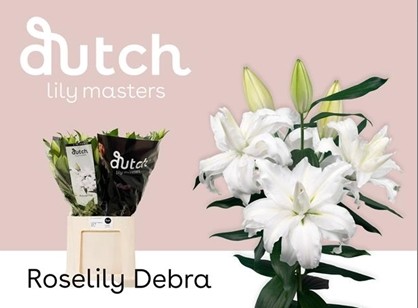 Oriental Hol. Bl. Doble Roselily Debra 50cm 3/4 fl.