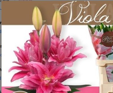 Oriental Hol. Rs. Doble Rl Viola 70cm 3/4 fl.