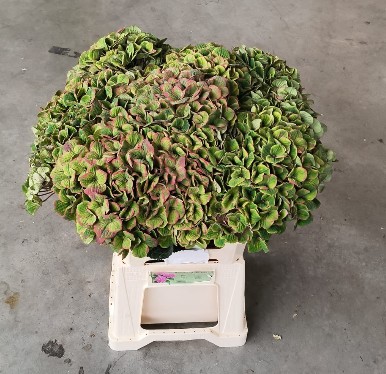 Hortensia Hol. Mag. Charlotte Clas. 60cm �16/18
