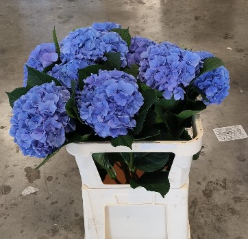 Hortensia Hol. M Pompidou 80cm �20/22