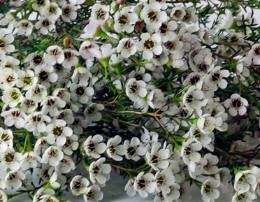 Flor Cera Hol. Casin White 70cm 30gr "T25"