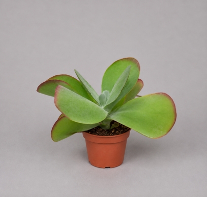 P. Kalanchoe Thyrsifl 10.5/20cm x8