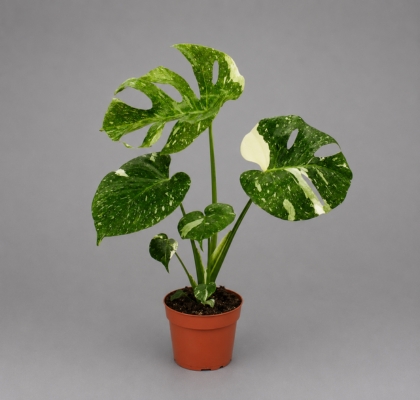 P. Monstera Del Thai Co 15/50cm x4