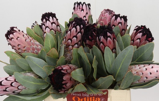 Protea African Didi 40cm