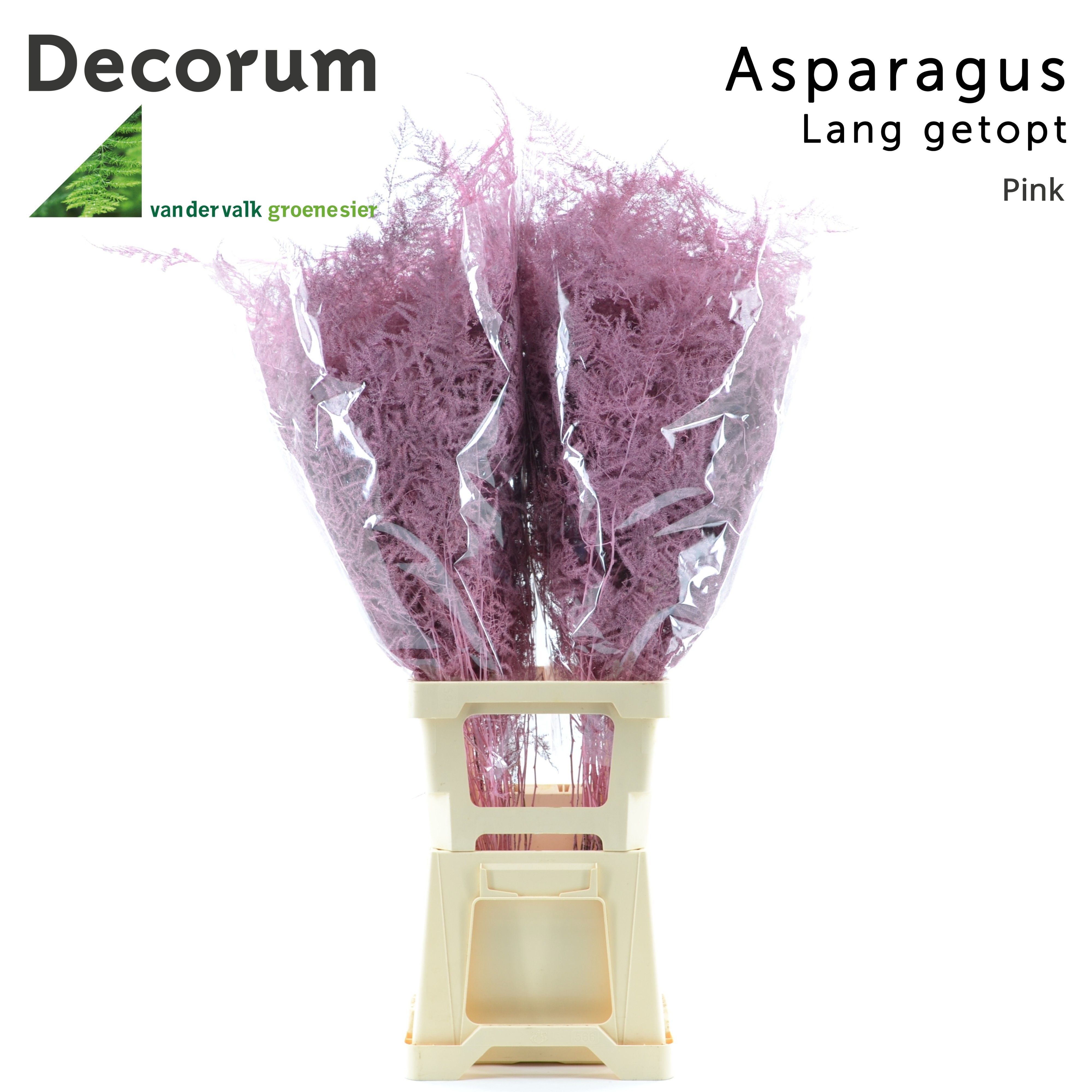 Esparraguera Pintada Pink 85cm "T50"