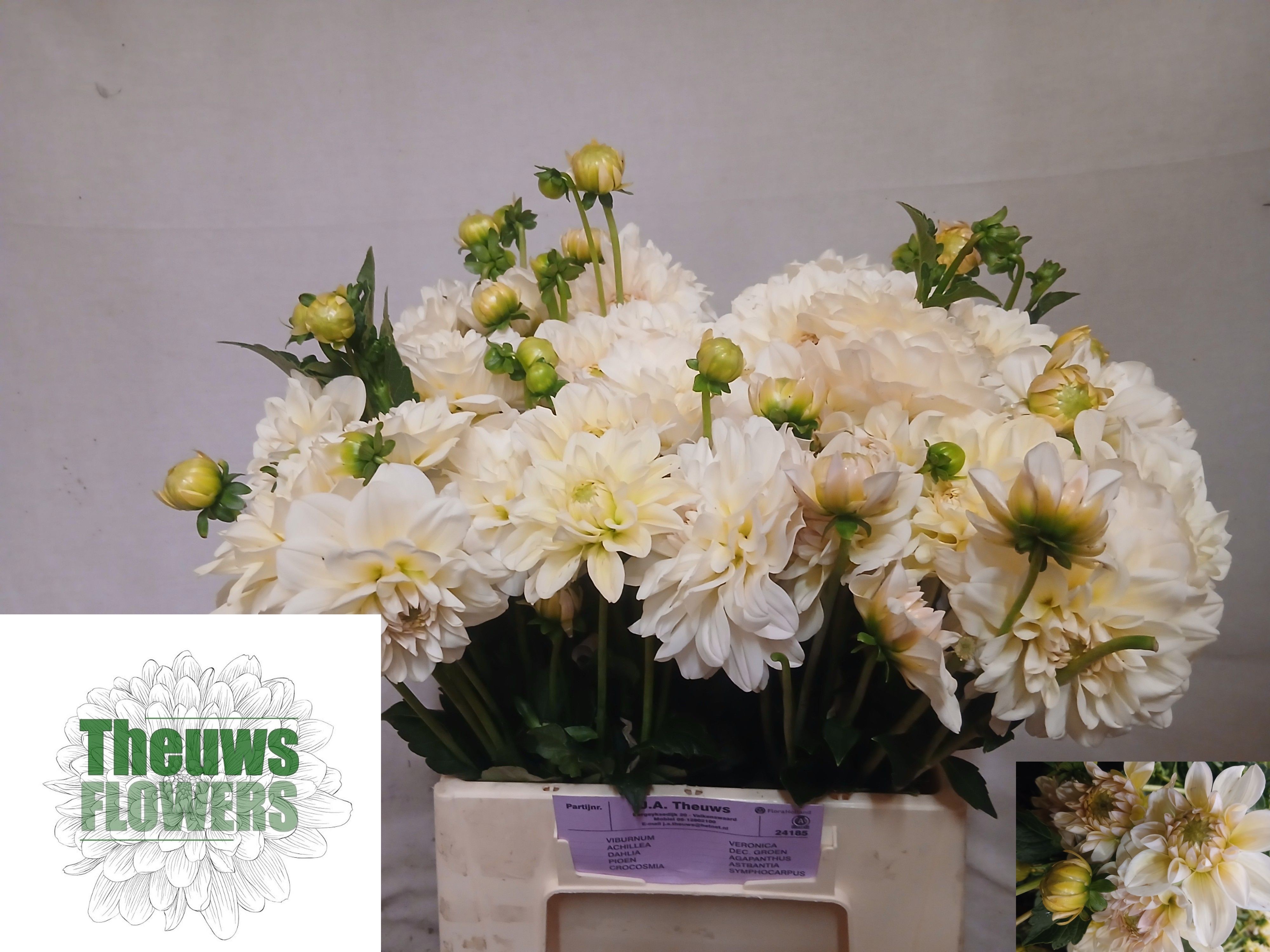 Dalia Hol. Licht Geel 45cm "CC40"