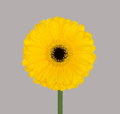 Gerbera Mini Hol. Relax Am. "T20"