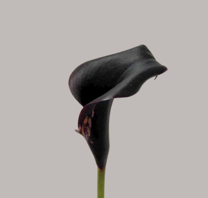 Calla Escape 50cm
