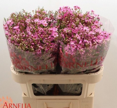 Flor Cera Hol. Nieks Pride 55cm 25gr Fuc. "T25"