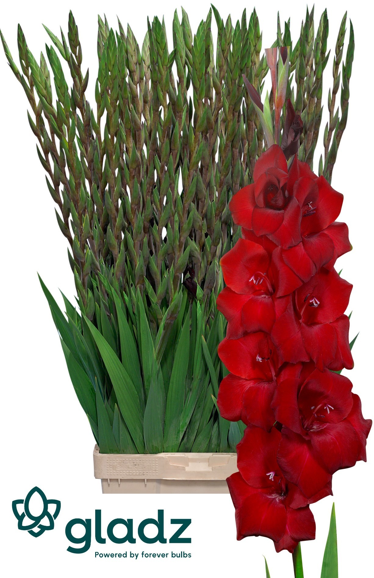Gladiolo Hol. Fat Boy 125cm (50cm espiga) Rj.