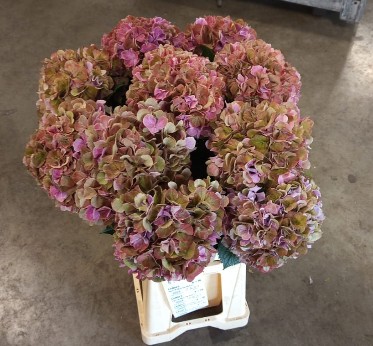 Hortensia Hol. Sweet Ruby Classic 60cm �18/20