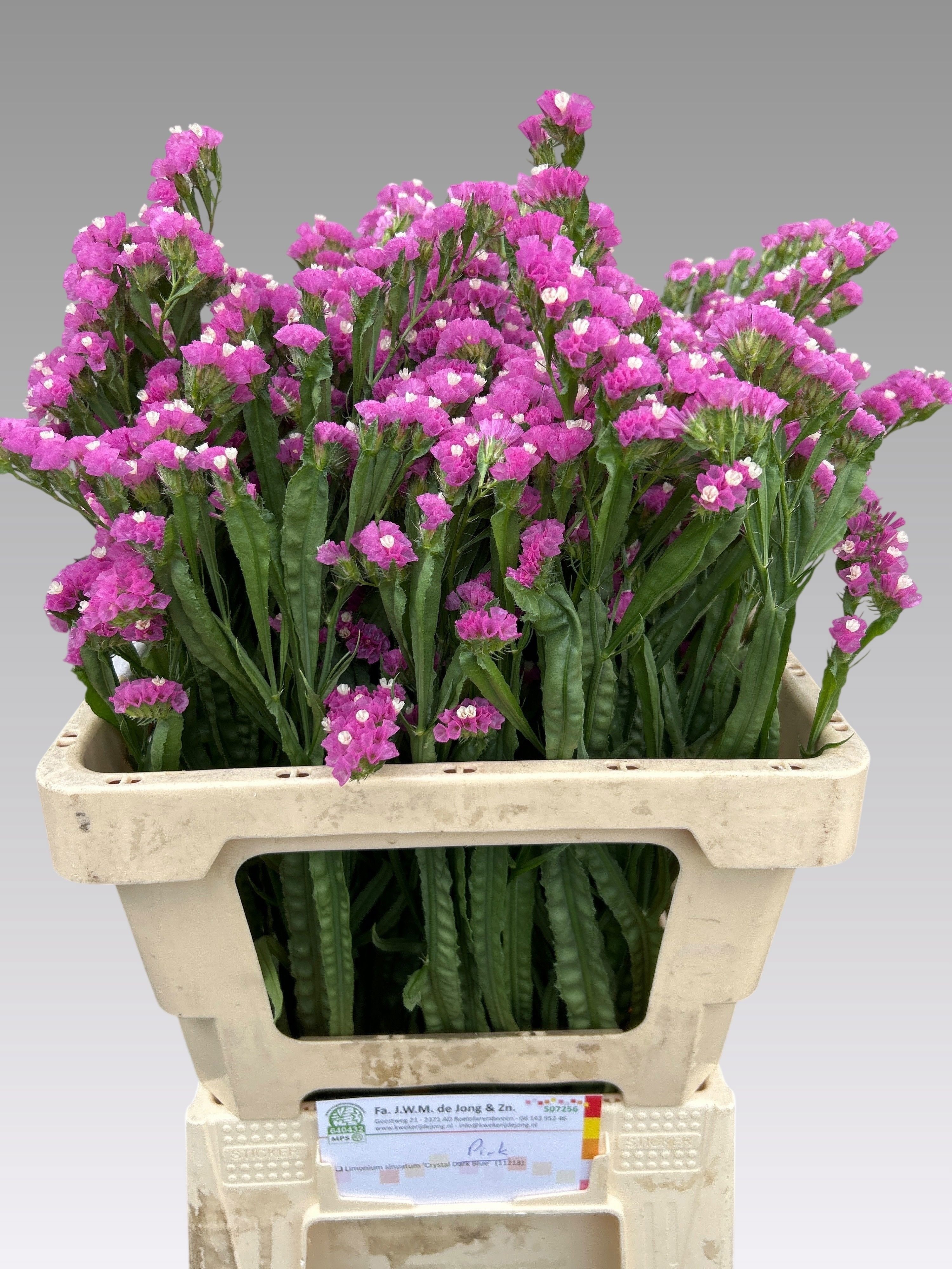 Statice Hol. Crystal Pink 60cm 25gr "T25"
