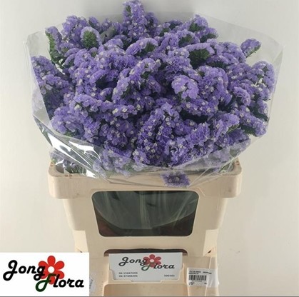 Statice Hol. Ocean Wings 55cm 35gr "T25" Mal.