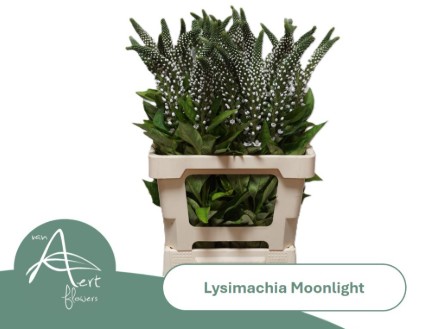 Lysimachia Hol. Moonlight 45cm