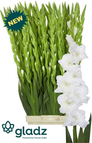 Gladiolo Hol. Glacier 125cm (50cm espiga)