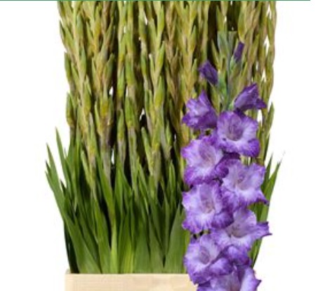 Gladiolo Hol. Mauve Muse 115cm (60cm espiga) Mor.