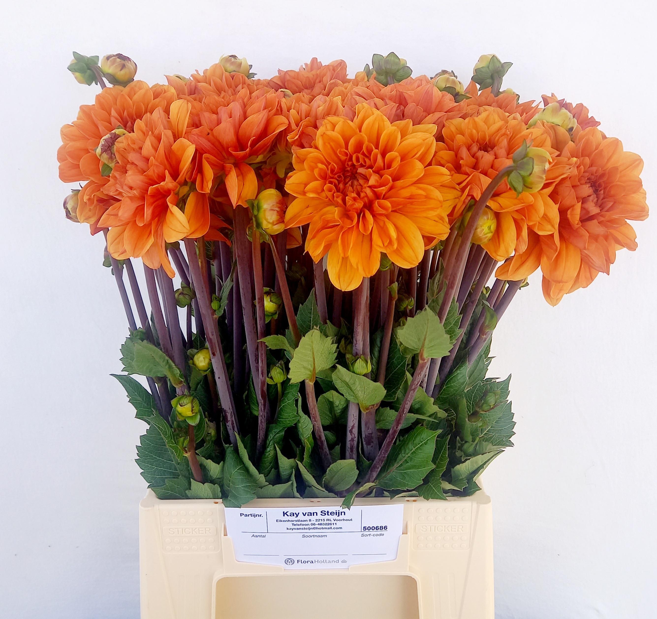 Dalia Hol. Overig Naranja 45cm "CC20"