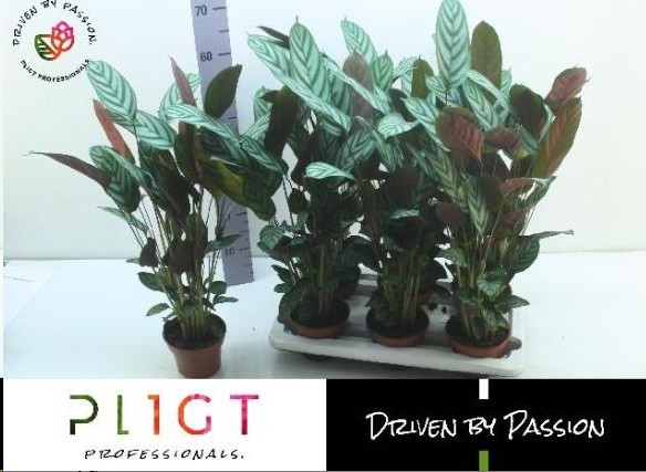 P. Ctenanthe Green Flag 17/100cm  x6