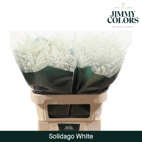 Solidago Pintado White 80cm 40gr "T25"