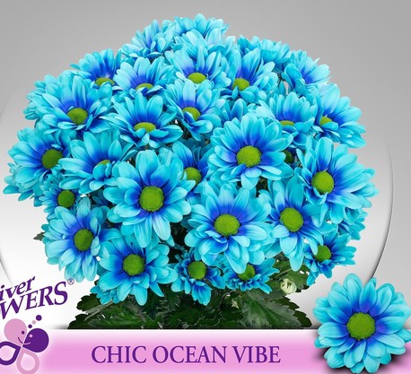 Margarita Hol. Chic Ocean Vibe 90gr Az.