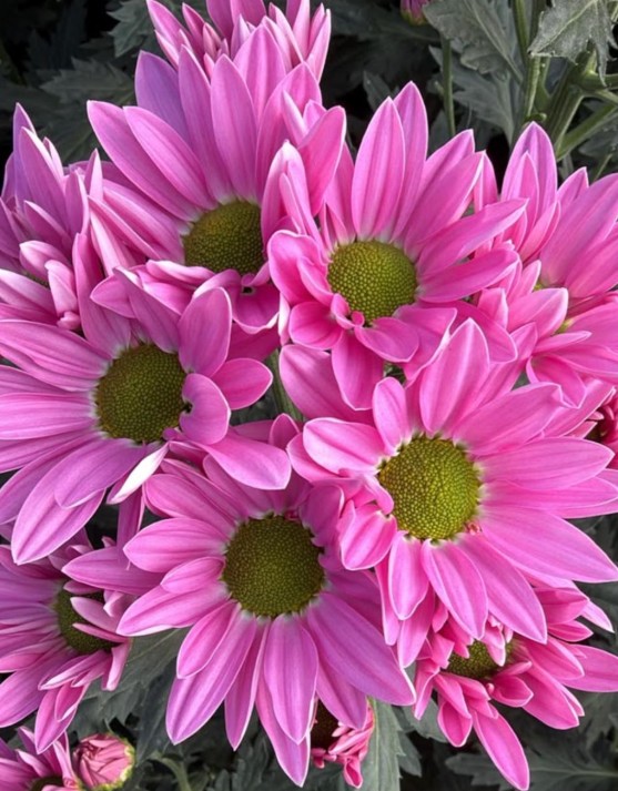 Margarita Col. D. Pink Rihana