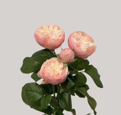 Ramificada Royal Blush 40cm 15gr(1/2 flor tallo)